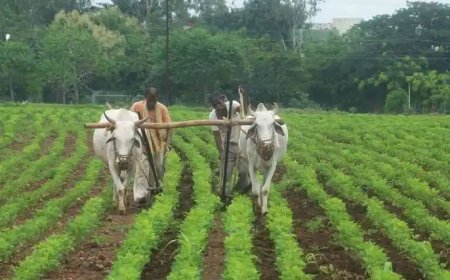 शेतकऱ्यांना दिवाळीपूर्वी भेट; खात्यात येणार २ हजार रुपये; नमो शेतकरी महासन्माननिधी योजनेला राज्य सरकारची मंजुरी