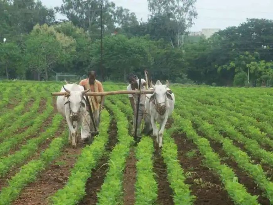 शेतकऱ्यांना दिवाळीपूर्वी भेट; खात्यात येणार २ हजार रुपये; नमो शेतकरी महासन्माननिधी योजनेला राज्य सरकारची मंजुरी