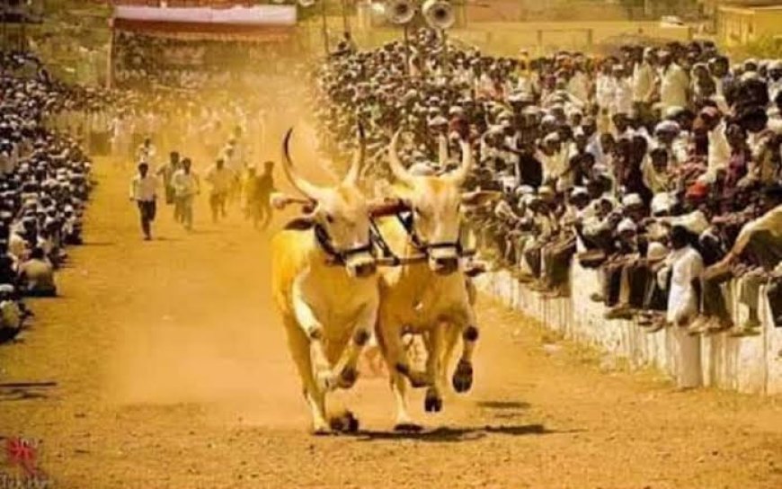 धावपट्टी सोडून सुसाट धावणारी बैलजोडी थेट विहिरीत गेली अन् २१ लाखांचा बैल जागीच गेला,अशी घडली घटना