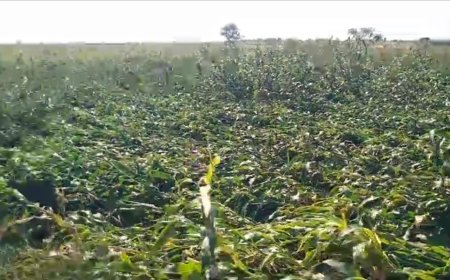 इंदापूरच्या लाकडी भागात अवकाळीने चारा पिके झाली आडवी,रव्बी ज्वारी मक्याचे नुकसान