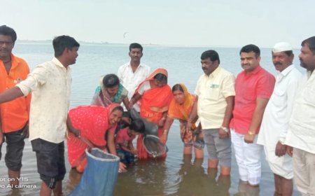 उजनीत शहा गावच्या परिसरात सोडलं साडेदहा लाख स्थानिक प्रजातींचं मत्स्यबीज