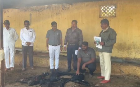 Breaking इंदापूरच्या नरुटवाडीत अज्ञात प्राण्याचा शेळ्या बोकडांवर हल्ला,७ शेळ्यांचा मृत्यू तर दोन गंभीर जखमी,३ शेळ्या पळवल्या  