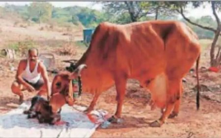 गुजरात मध्ये खरेदी केली अन् विमानाने पुण्यात आनली, वाचा का रंगली धुमाळांच्या अडीच लाखांची गाईची चर्चा