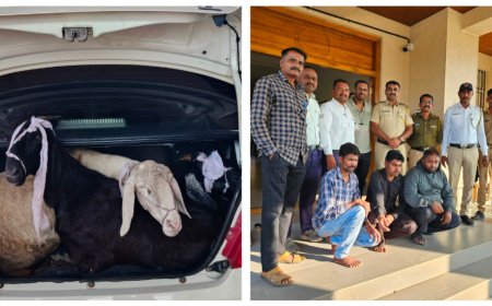 लासुर्णेच्या आठवडे बाजारातून शेळ्या चोरणारे वालचंनगर पोलीसांकडून अवघ्या काही तासात जेरबंद 