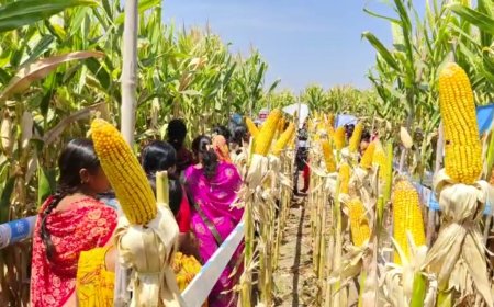 पायोनियर कडून इंदापूरच्या पिटकेश्वरमध्ये शेतकऱ्याच्या बांधावर महिलादिनी महिलांचा सन्मान