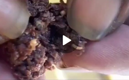 शालेय पोषण आहारात निघाल्या अळ्या ! पालक संतापले