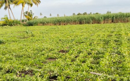 फक्त पाच मिनिटं वादळ आलं कांदलगावात तोंडल्याच्या शेतीचा मांडवा आडवा झाला