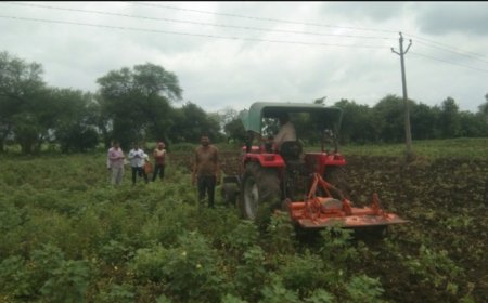 आठ एकरातील कपाशीवर फिरविले रोटाव्हेटर,अंजनगाव सुर्जी येथील शेतकऱ्याने उचललं टोकाच पाऊल