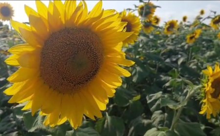 बारामतीच्या जैनकवाडीत एक-दोन नाही तर तब्बल 50 एकरावर भहरलं सूर्यफूल