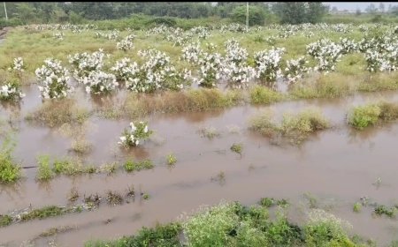 निरा डावा कालव्याला इंदापूरच्या वरकुटे खुर्द मध्ये भगदाड, शेतकऱ्यांच्या शेतात शिरलं पाणी