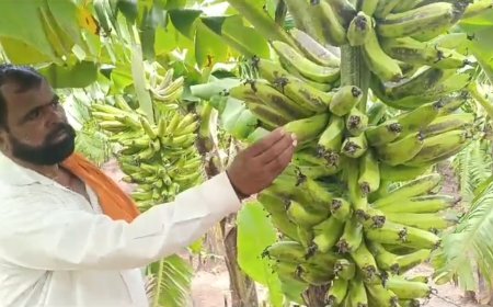 दीड एकर केळीच्या बागेवर फवारलं अज्ञातानं तणनाशक ! शेतकऱ्याचे लाखो रुपयाचे नुकसान, इंदापुरात इथे घडली घटना