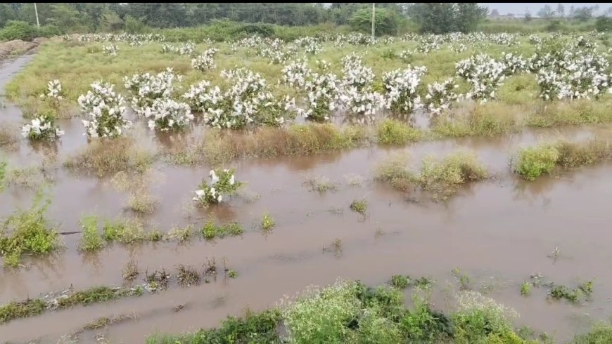 निरा डावा कालव्याला इंदापूरच्या वरकुटे खुर्द मध्ये भगदाड, शेतकऱ्यांच्या शेतात शिरलं पाणी