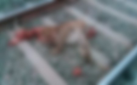 दौंड मध्ये रेल्वेच्या धडकेत बिबट्याचा मृत्यू ! रविवारी पहाटे घडली घटना