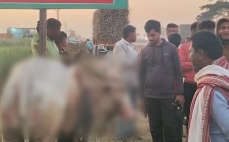 इंदापूरच्या बाह्य वळणावर टमटमला लागली अचानक आग ! आगीत देशी गाय गंभीर भाजली