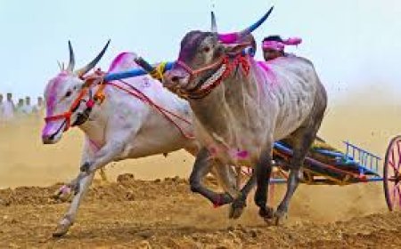 इंदापुरातील व्याहळीच्या माळावर आज जिल्हाध्यक्ष केसरीचा थरार..