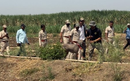 दौंड हादरलं ! दहिटणेतून बिबट्याने ११ महिन्याचा मुलगा उचलून नेला, डॉगस्कॉड च्या मदतीने मुलाचा शोध सुरू