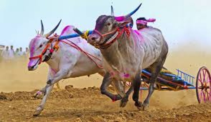 इंदापुरातील व्याहळीच्या माळावर आज जिल्हाध्यक्ष केसरीचा थरार..