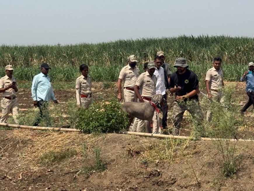 दौंड हादरलं ! दहिटणेतून बिबट्याने ११ महिन्याचा मुलगा उचलून नेला, डॉगस्कॉड च्या मदतीने मुलाचा शोध सुरू