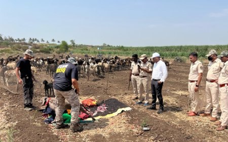 दौंड मध्ये अकरा महिन्याच्या 'अनवित' चा बिबट्याच्या हल्ल्यात मृत्यू, गेल्या 18 तासापासून सुरू होती शोध मोहीम
