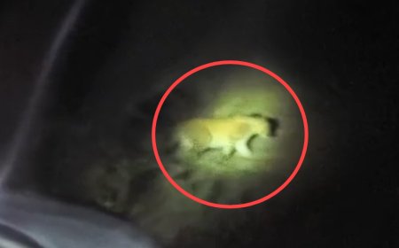 Dound Leopard : अकरा महिन्याच्या चिमुकल्याला गिळणारा बिबट्या मोबाईल कॅमेऱ्यात झाला कैद ? सोशल माध्यमात व्हायरल होतोय व्हिडिओ