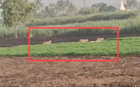 Dound leopard दौंडच्या पश्चिम पट्ट्यात बिबट्यांची टोळी, दिवसा ढवळ्या मुक्त संचार स्थानिकांनी मोबाईल कॅमेऱ्यात केला कैद