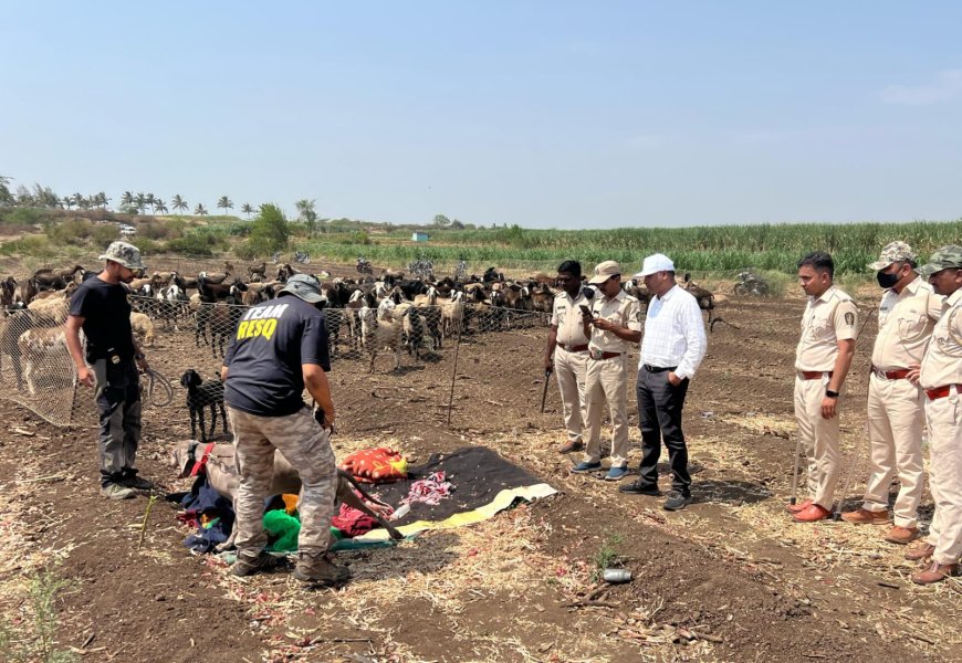 दौंड मध्ये अकरा महिन्याच्या 'अनवित' चा बिबट्याच्या हल्ल्यात मृत्यू, गेल्या 18 तासापासून सुरू होती शोध मोहीम