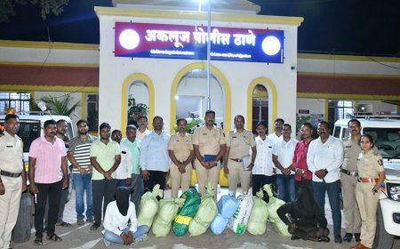 अकलूज पोलिसांनी पकडला तब्बल 25 लाख 68 हजार रुपये किमतीचा 129 किलो अवैद्य गांजा, दोघांना घेतलं ताब्यात
