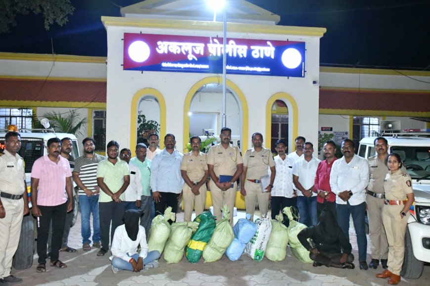 अकलूज पोलिसांनी पकडला तब्बल 25 लाख 68 हजार रुपये किमतीचा 129 किलो अवैद्य गांजा, दोघांना घेतलं ताब्यात