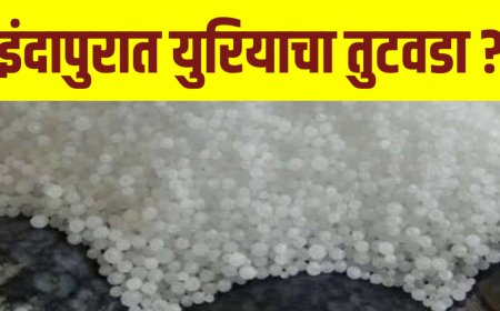 इंदापुरात युरियाचा तुटवडा ? युरिया मिळत नसल्याच्या शेतकऱ्यांच्या तक्रारी !