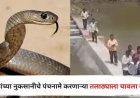 नुकसानीचा पंचनामा करण्यासाठी तलाठी शेतात गेला अन्  गवतात बसलेल्या सापावर पाय पडला