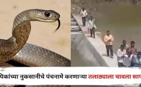 नुकसानीचा पंचनामा करण्यासाठी तलाठी शेतात गेला अन्  गवतात बसलेल्या सापावर पाय पडला