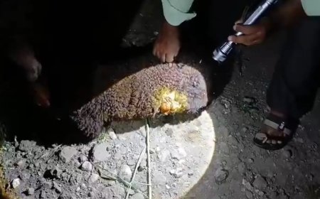 निरनिमगाव येथे भटक्या कुत्र्यांच्या हल्ल्यात पाच शेळ्या तर एका मेंढीचा जागीच मृत्यू ! तर अन्य तीन शेळ्या एक मेंढी गंभीर जखमी