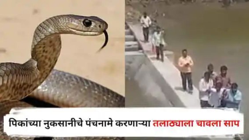 नुकसानीचा पंचनामा करण्यासाठी तलाठी शेतात गेला अन्  गवतात बसलेल्या सापावर पाय पडला