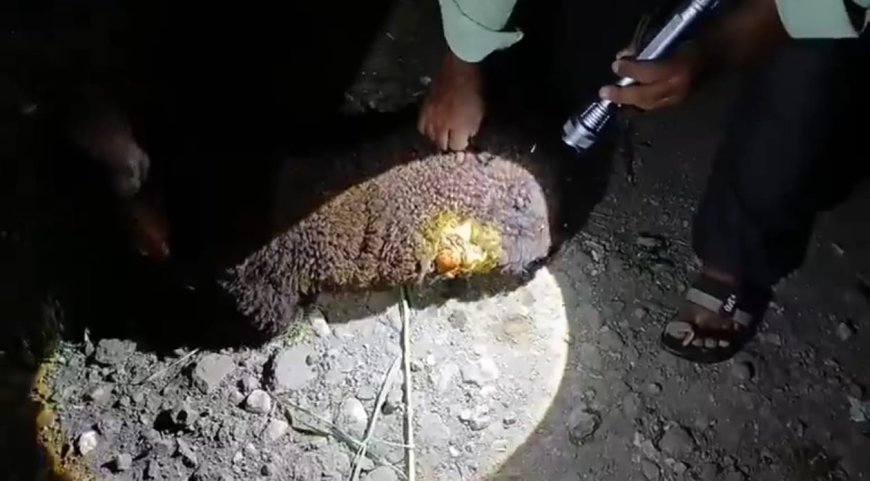 निरनिमगाव येथे भटक्या कुत्र्यांच्या हल्ल्यात पाच शेळ्या तर एका मेंढीचा जागीच मृत्यू ! तर अन्य तीन शेळ्या एक मेंढी गंभीर जखमी