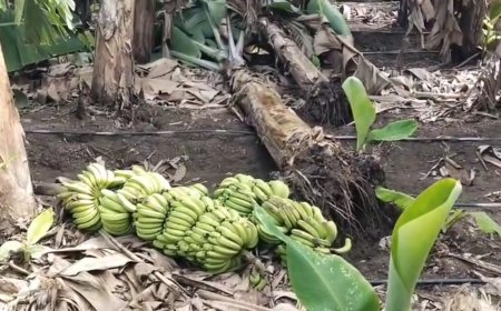 पुरंदर भागात केळीला पिक विमा द्या ! केळी उत्पादकांची सरकारकडे मागणी