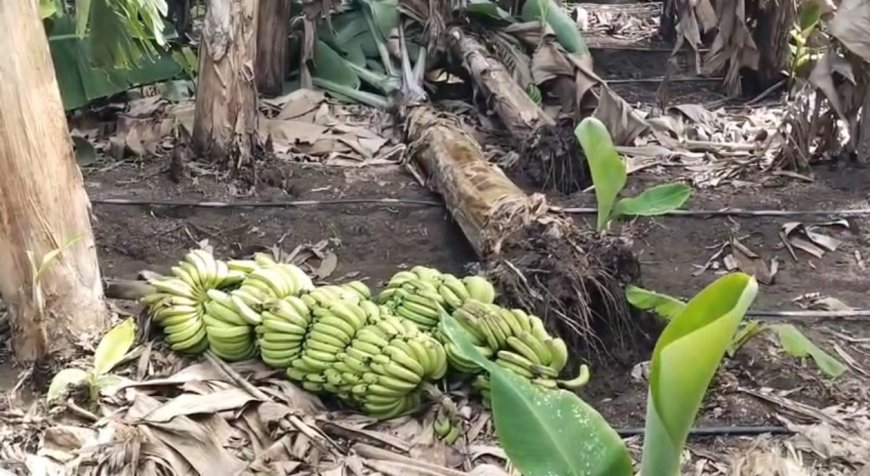 पुरंदर भागात केळीला पिक विमा द्या ! केळी उत्पादकांची सरकारकडे मागणी