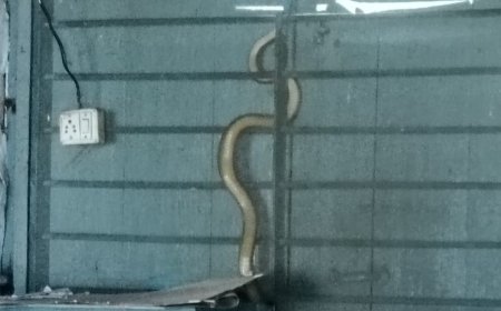 मुलं वर्गात होती अन् अचानक खिडकीतून आला भला मोठा साप ; भागवतवाडी शाळेत काय घडलं