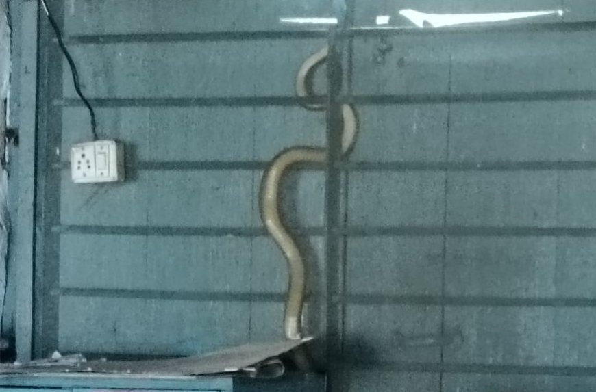 मुलं वर्गात होती अन् अचानक खिडकीतून आला भला मोठा साप ; भागवतवाडी शाळेत काय घडलं