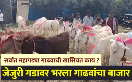 जेजुरी गडावर भरला गाढवांचा बाजार ! सर्वात महागडे गाढव कोणतं? त्याची खासियत काय ? 