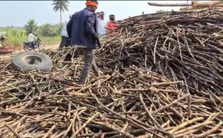 Baramati टनभर ऊस अंगावर पडूनही दोघे सुखरूप वाचले ; देव तारी त्याला कोण मारी