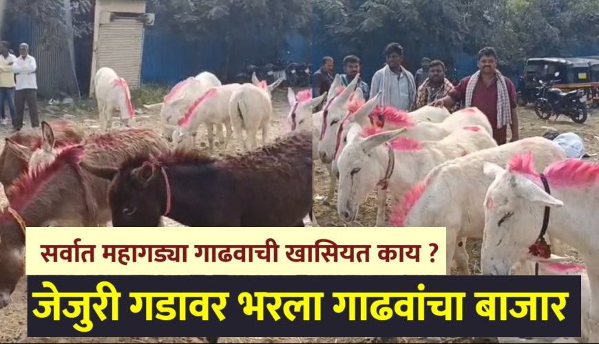 जेजुरी गडावर भरला गाढवांचा बाजार ! सर्वात महागडे गाढव कोणतं? त्याची खासियत काय ? 