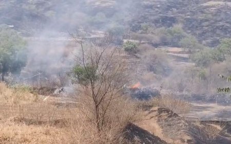 बिग ब्रेकींग | पिंगोरीत भीषण वनवा ; दीड हजार एकर वनसंपदा राख